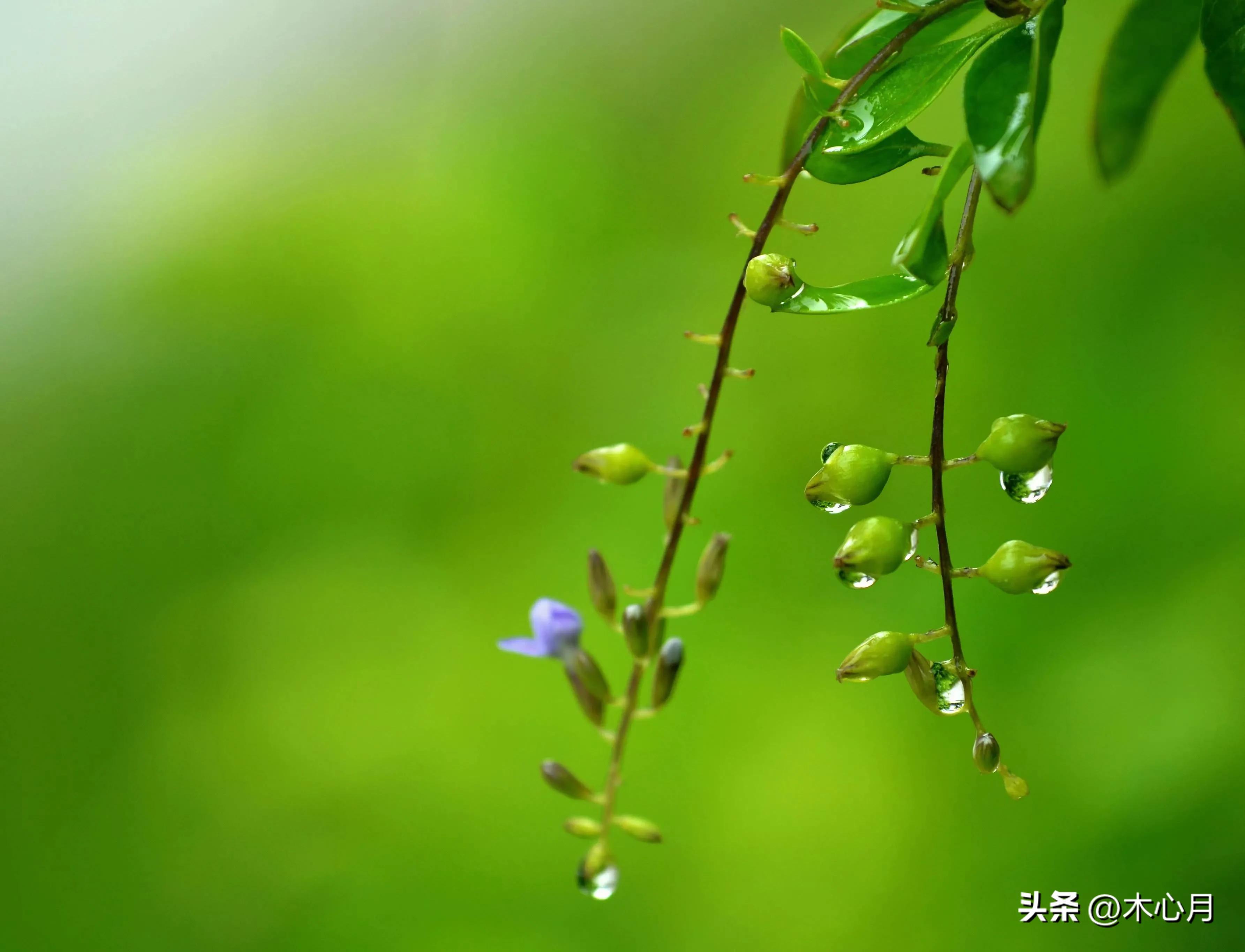 描写秋雨的文章（散文——秋雨）