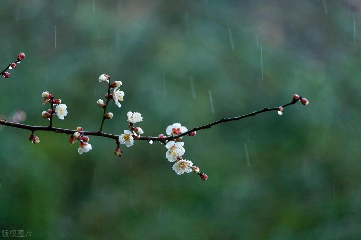 描写春雨的诗句100句，好雨知时节，当春乃发生