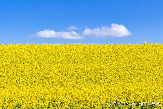 油菜花的作文300字小学习作（我的植物朋友——油菜花）