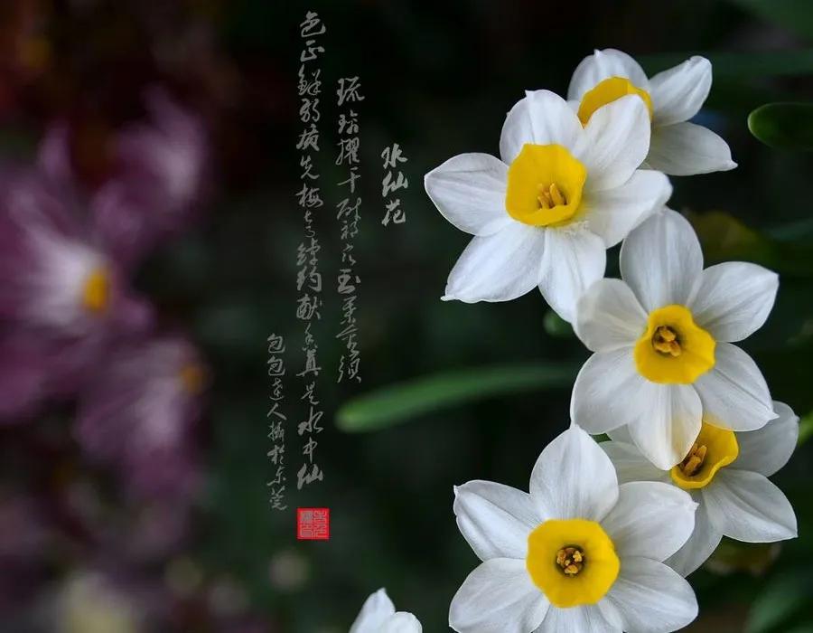 水仙花的作文300字小学三年级习作（我爱水仙花）